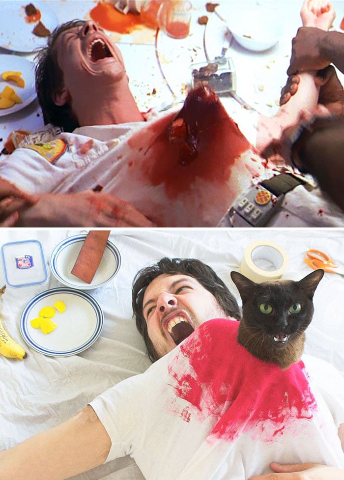 Film D Horreur Avec Des Chats Il recrée des scènes de films d'horreur célèbres avec son chat, et c